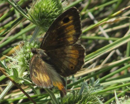 Arethusana arethusa